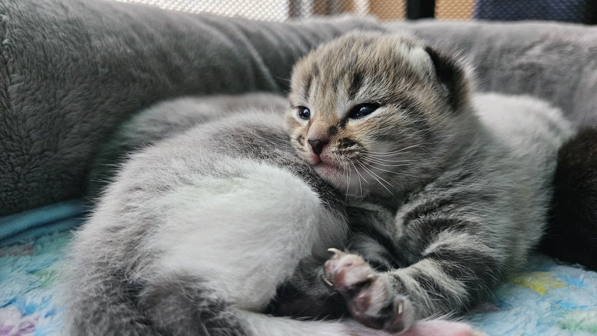 The Real Tombi tweet media