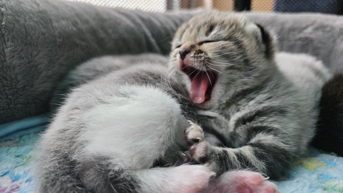 The Real Tombi tweet media