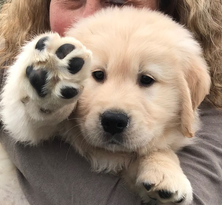 puppies video tweet media