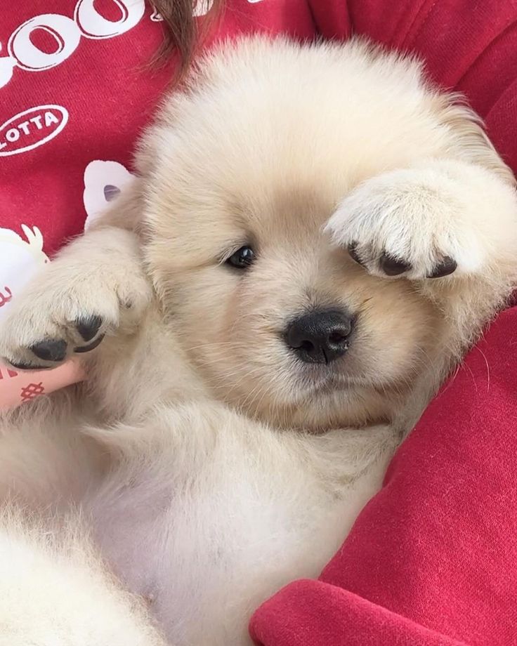 puppies video tweet media