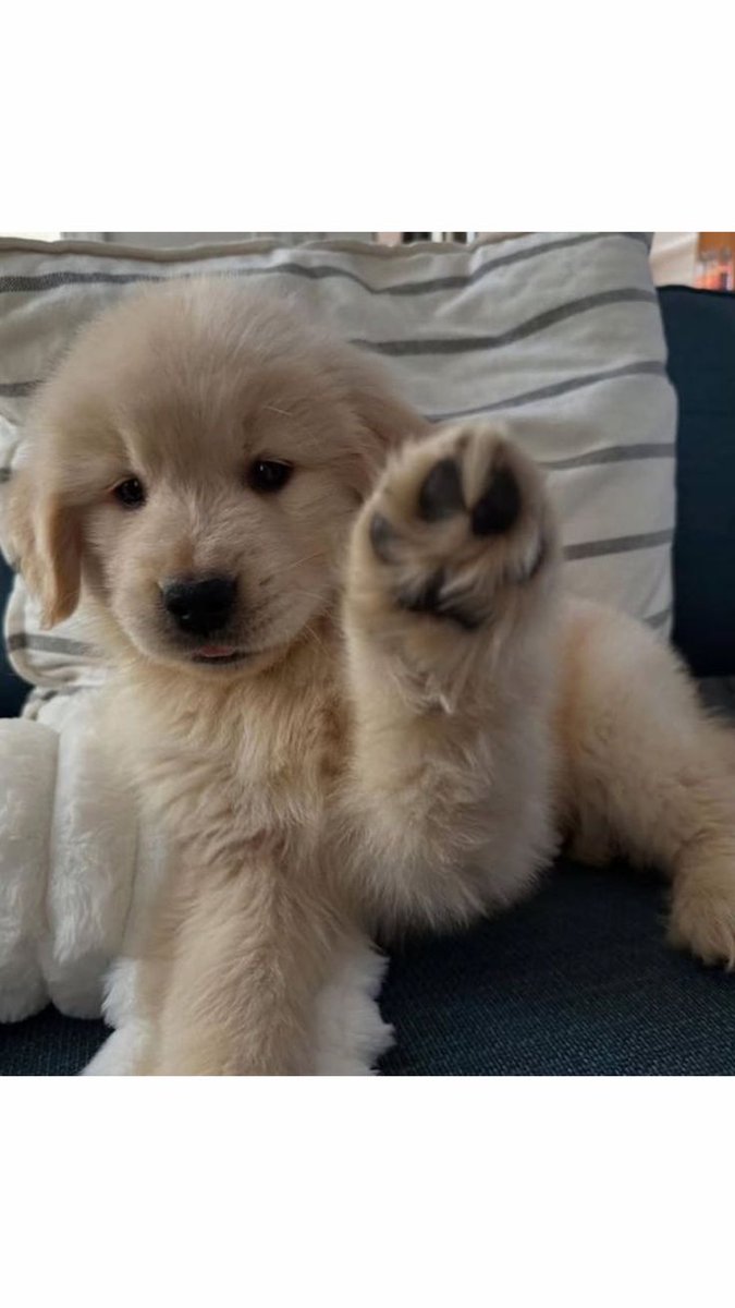 puppies video tweet media