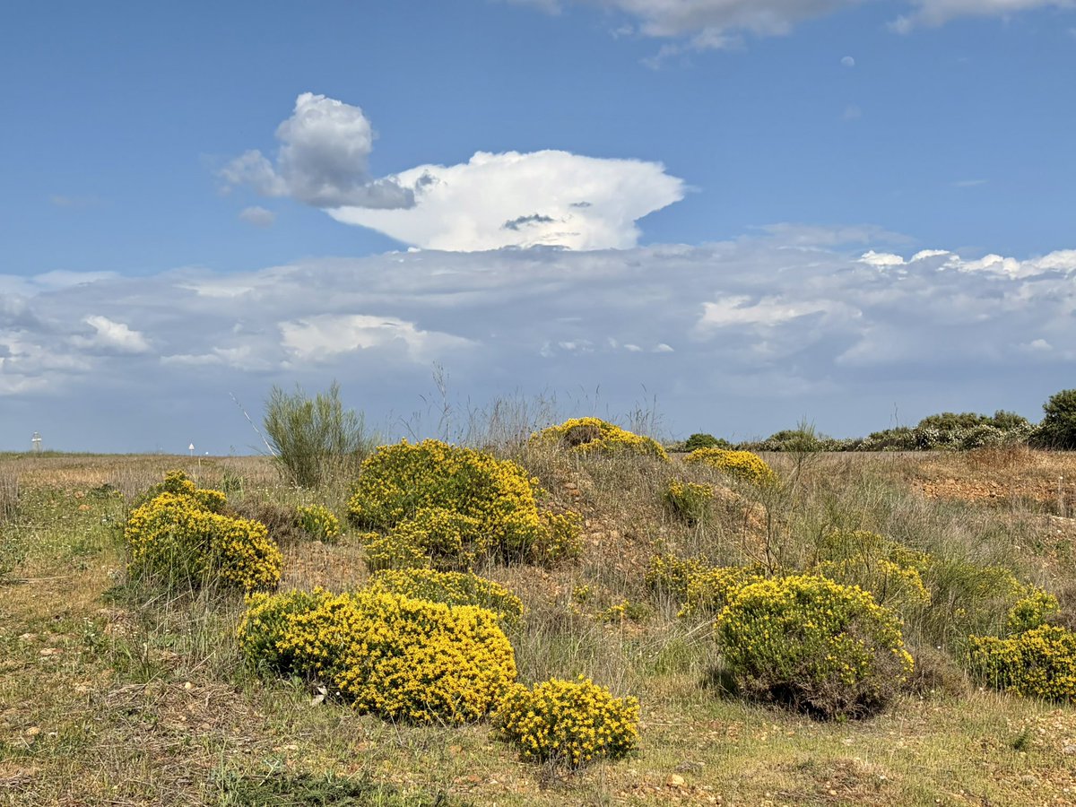 nachoramosc's tweet image. Las jaras de Guadalajara tienen ahora una floración brutal. Están tan blancas que parecen nevadas. Jara pringosa (Cistus ladanifer). #Guadalajara #Castilla