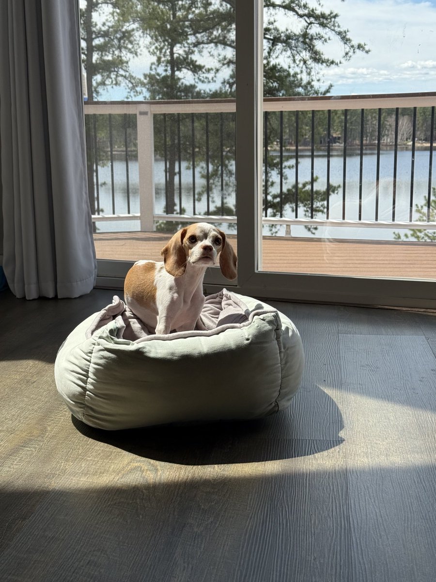 LemonBeagleBeau's tweet photo. Sunday #SunPuddle ๐พ โ๏ธ ๐พ#livingmybestlife #hydrocephalus #braintumor #heckcancer #pocketbeagle #lemonbeagle #beagle #dogsoftwitter #dogsofx https://t.co/Z7FE3uTd10