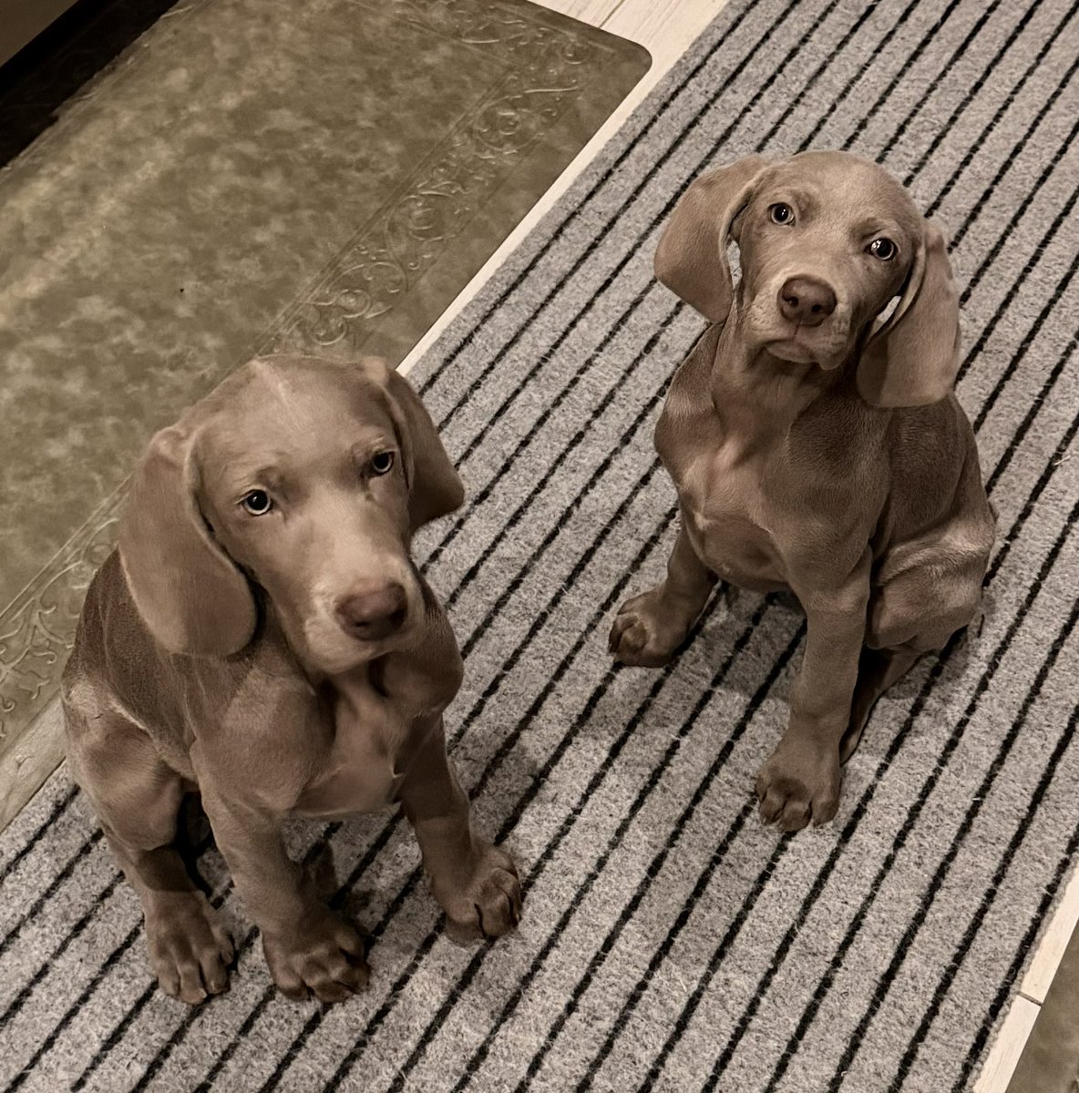 🐊🐊🐊🐊🐊🇺🇸 tweet media