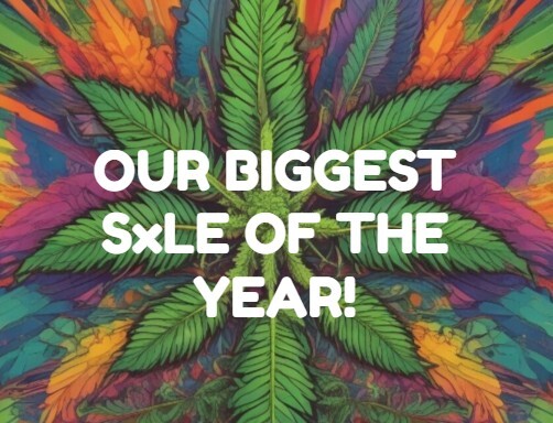 Mosca Seeds tweet media