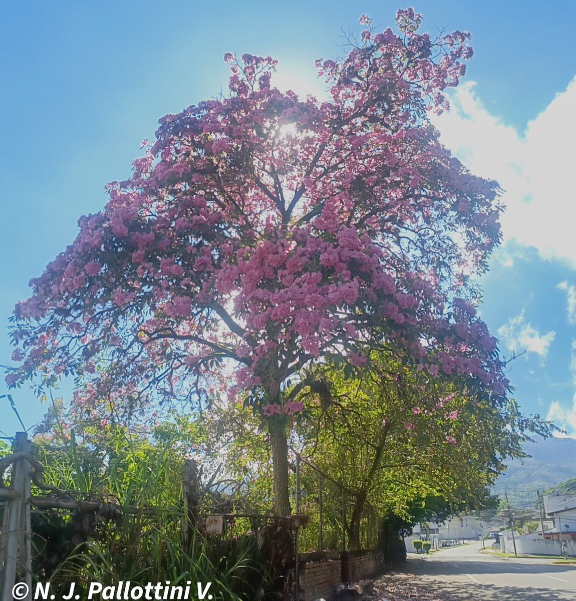 NJPallottiniV's tweet image. Rutas de Apamates.
 San Cristóbal - Venezuela.
#postales #street #fotos #sancristobal #tachira #venezuela #paisajes #travel #apamates