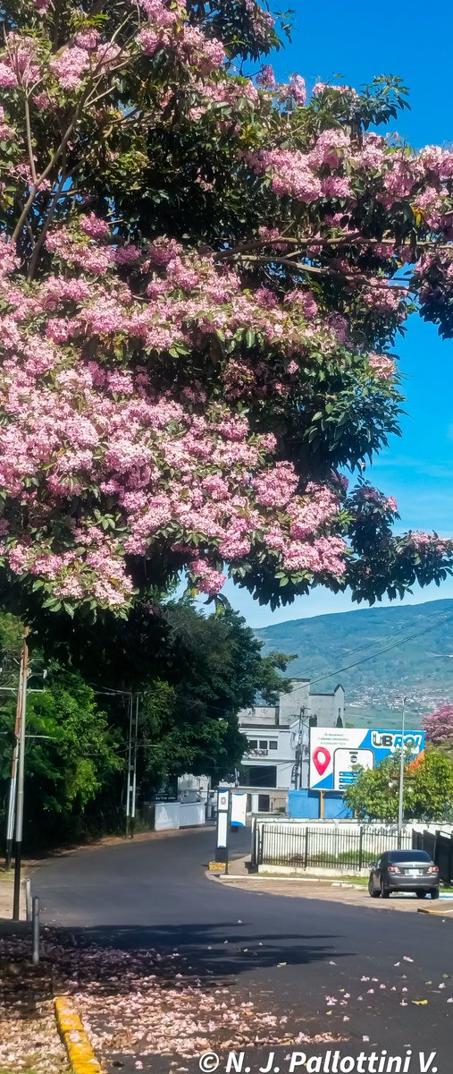 NJPallottiniV's tweet image. Rutas de Apamates.
 San Cristóbal - Venezuela.
#postales #street #fotos #sancristobal #tachira #venezuela #paisajes #travel #apamates