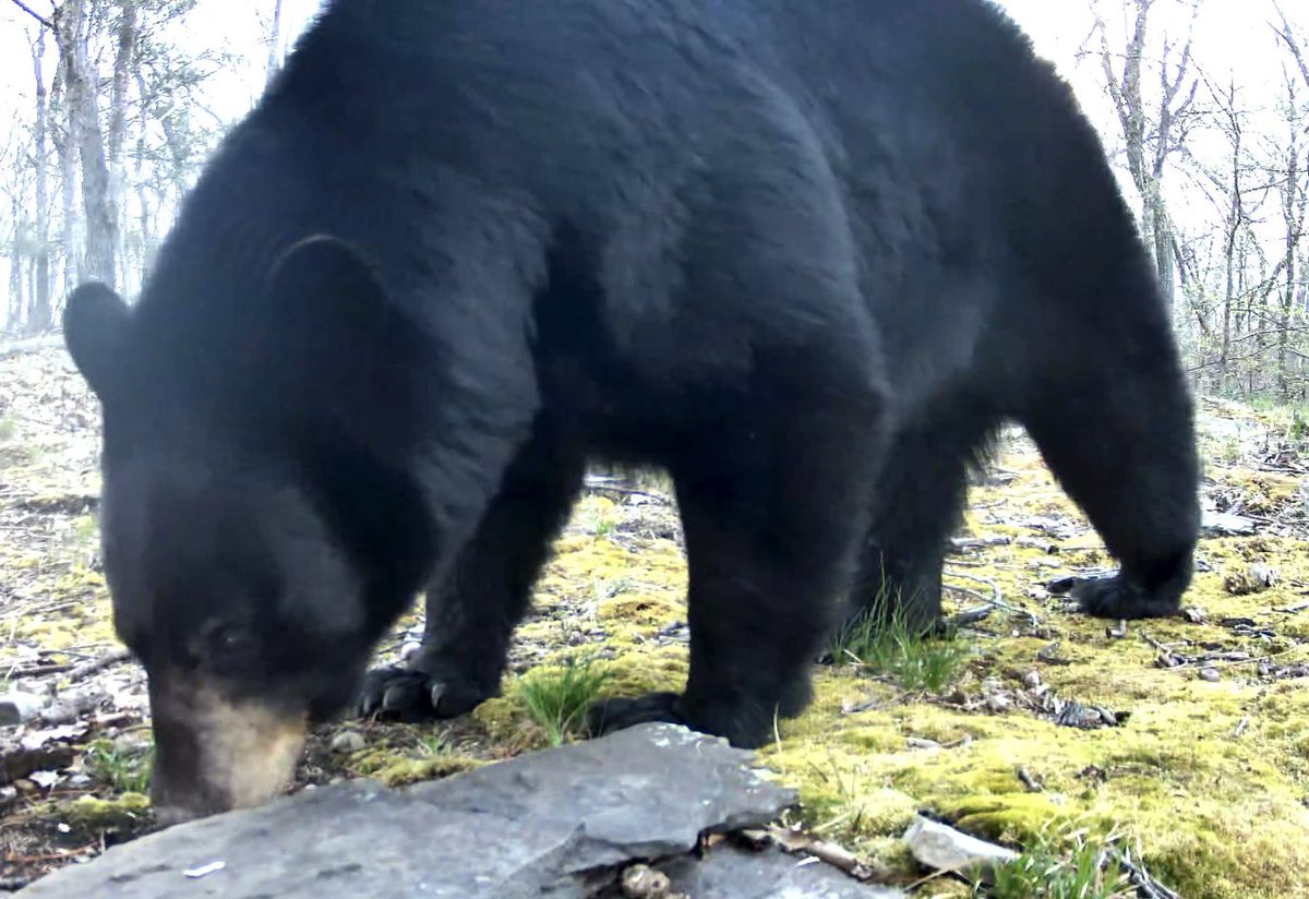 UpstateNYWild's tweet photo. Large bear sniffs around 🐻 #wildlife
https://t.co/mhBoSSgPcy https://t.co/t9hmMPfZjM