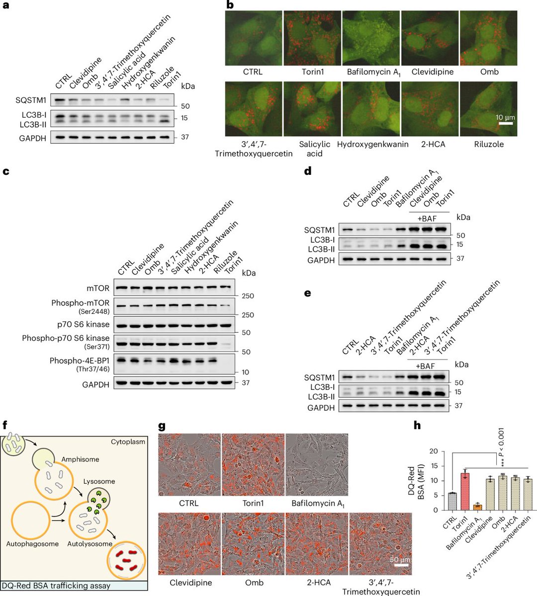 ScienceofPD's tweet image. Researchers present "DeepDrugDiscovery"- a mechanism-aware, #AI-powered screening platform incorporating ADMET &amp;amp; blood–brain barrier penetrability predictions; It identified novel, mTOR-independent autophagy enhancers that clear #Alzheimers-assoc pathology
nature.com/articles/s4155…