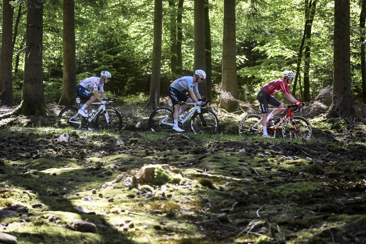 LiegeBastogneL's tweet photo. 🌲🌲🌲 https://t.co/88VXbQFID5