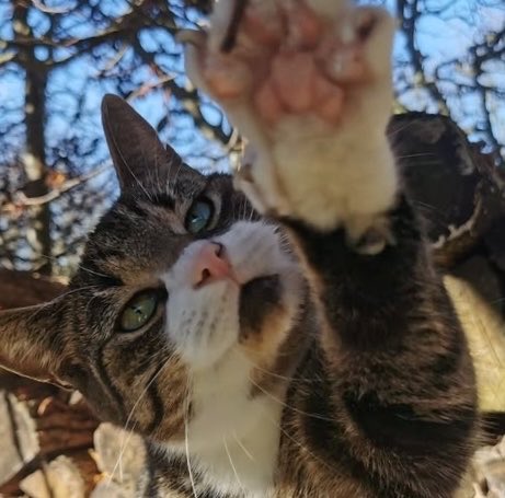 professional cat-ifyer of the HR cast tweet media