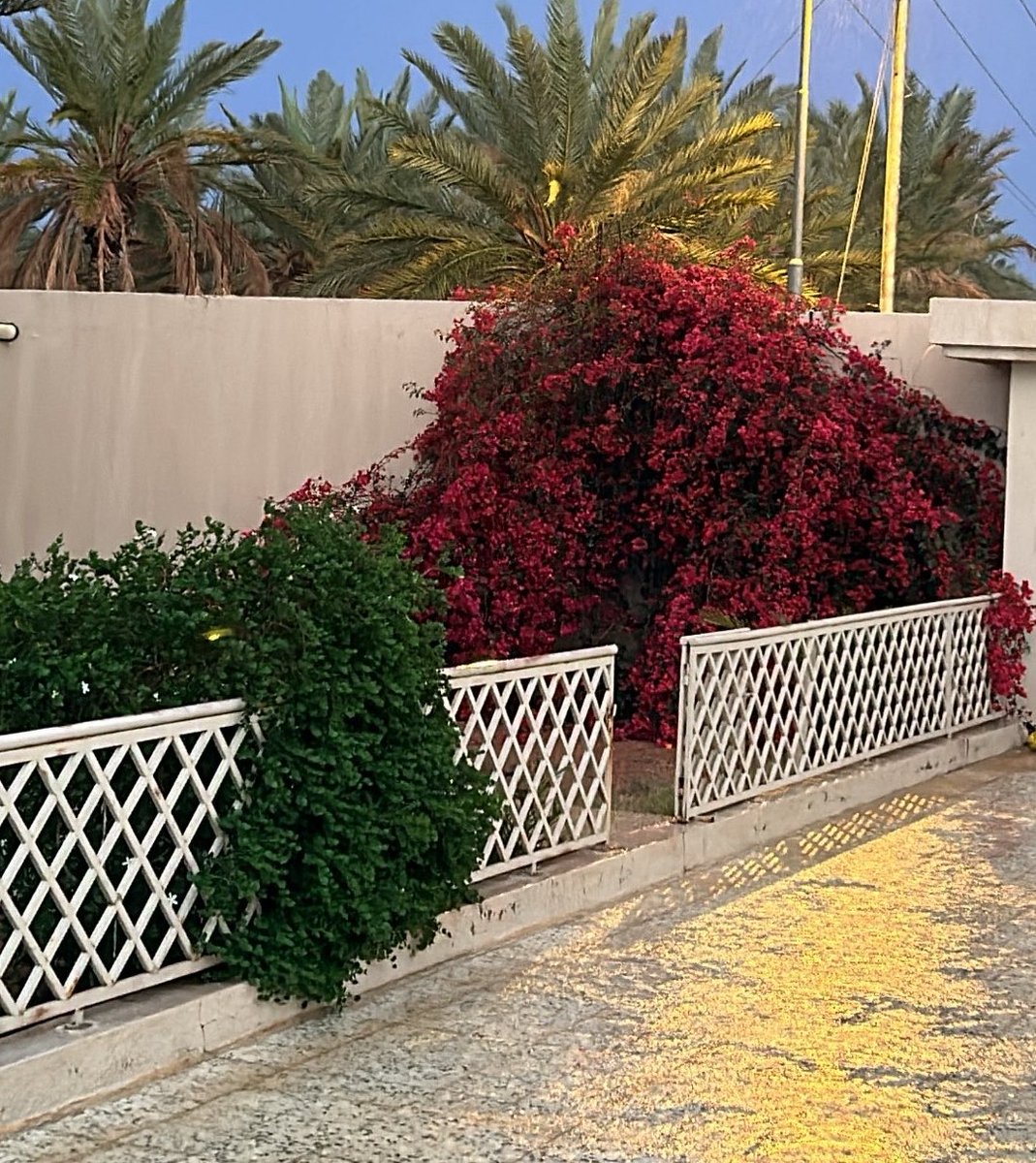 شادن 🌺 tweet media