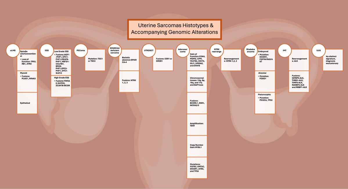 MAvilaMD's tweet image. Our new #oncology review on #uterinesarcomas comes with a #rapidfire 🔥 table linking Sarcoma type 🧫 to Genomics 🧬. Nice collab bw @MoffittGYNONC &amp;amp; Moffitt sarcoma  
@Sciencedirect! @MoffittNews 

url.us.m.mimecastprotect.com/s/U0-2C31YB8Ip…
