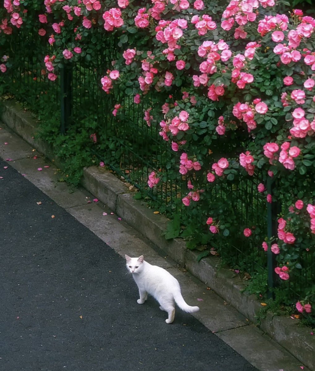 𝑒𝑙𝑦𝑟𝑎 tweet media