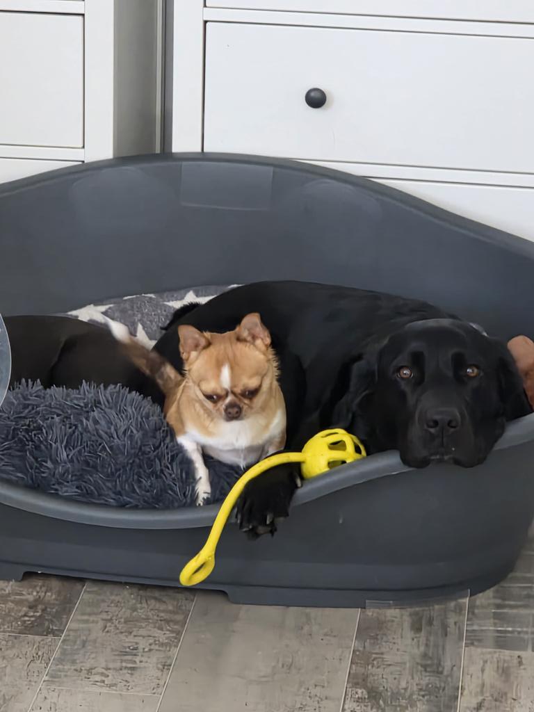 Funkelkruemel's tweet photo. My dog Feedback gets nervous when being watched and needs his emotional support ball
#pet
#dog
#labdog https://t.co/IMO2Vk7YWy