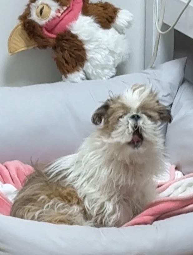 몽룡이 tweet media