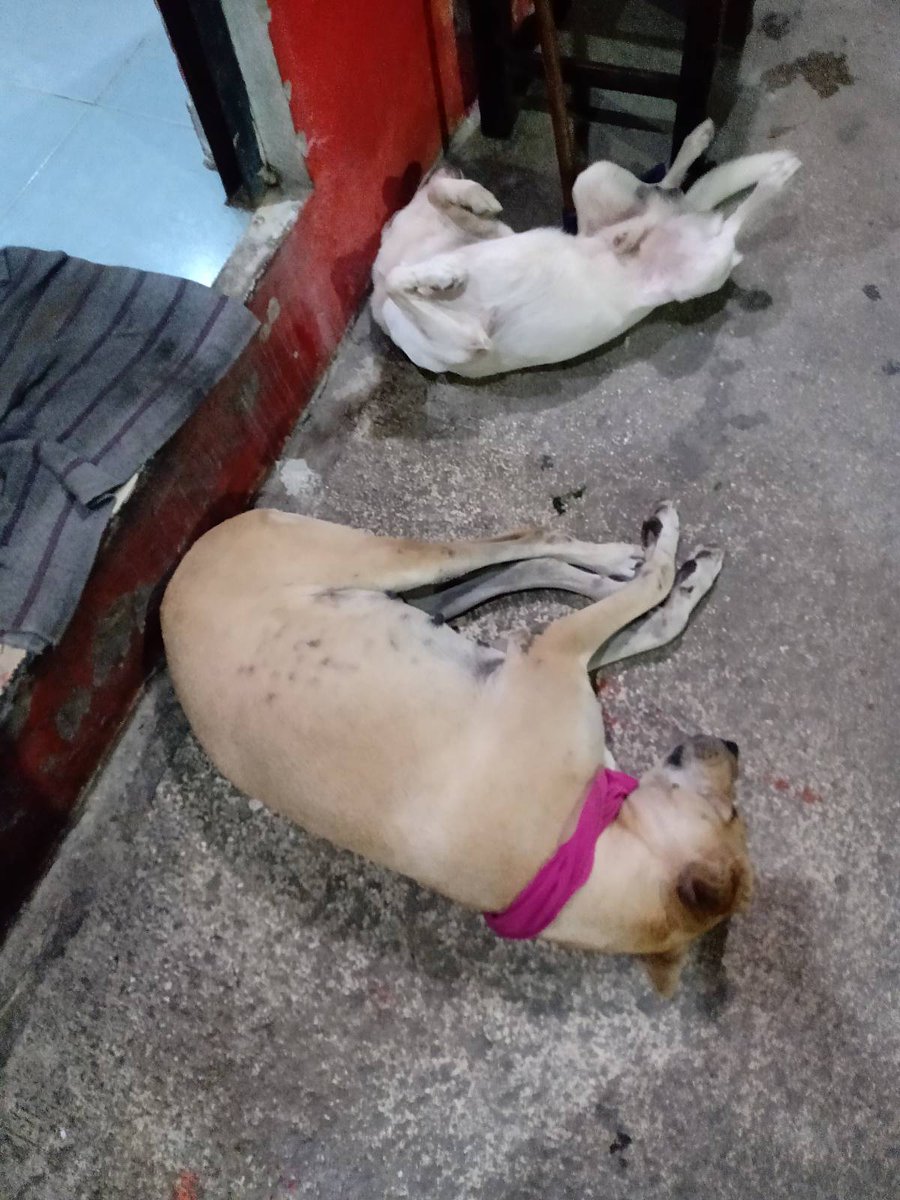 JPTheStrayDog's tweet photo. Sleeping at work.
#Stray #StrayFrogs #Imeant #StrayDogs https://t.co/CdLtfLVy2C