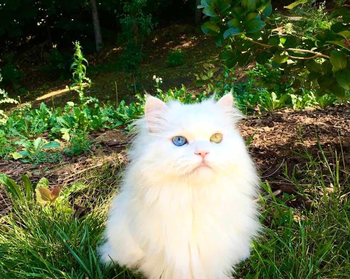 Purely Green tweet media