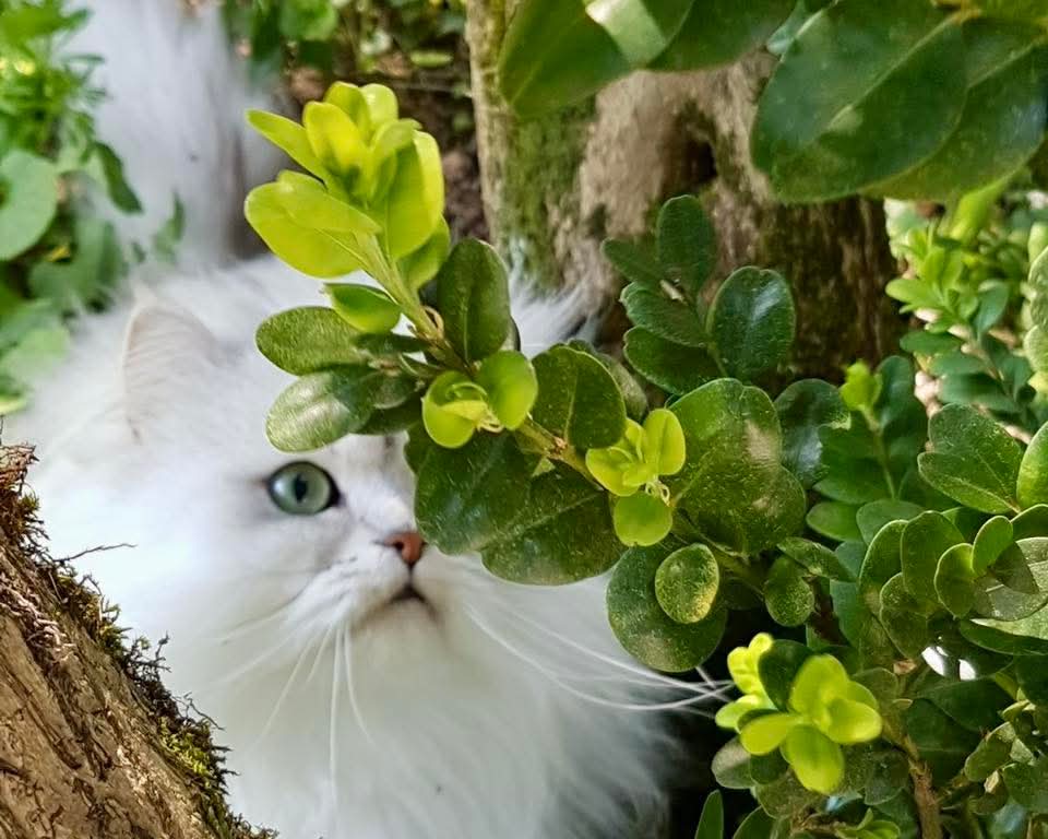 Purely Green tweet media