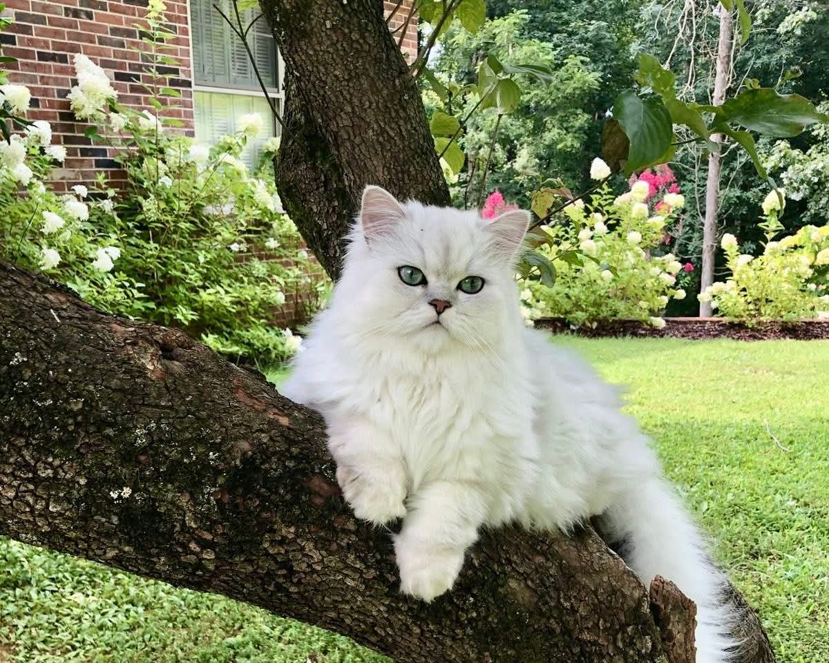 Purely Green tweet media