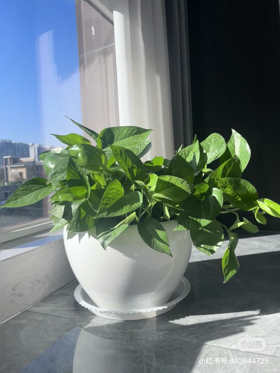 GaltrandG's tweet image. Keep your pothos happy! Water when soil feels dry (1-2 weeks), place in bright indirect light, and trim yellow leaves for new growth. Pro tip: Fertilize once a month in spring/summer!