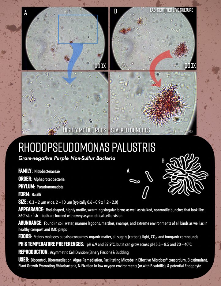 MattPowersSoil's tweet image. #Microbial Profiles for #Soil &amp;amp; #Compost #Microscopy!! Get Your Copy of #RegenerativeSoil Microscopy Today On-Sale with FREE US Shipping: thepermaculturestudent.com/shop/regenerat…