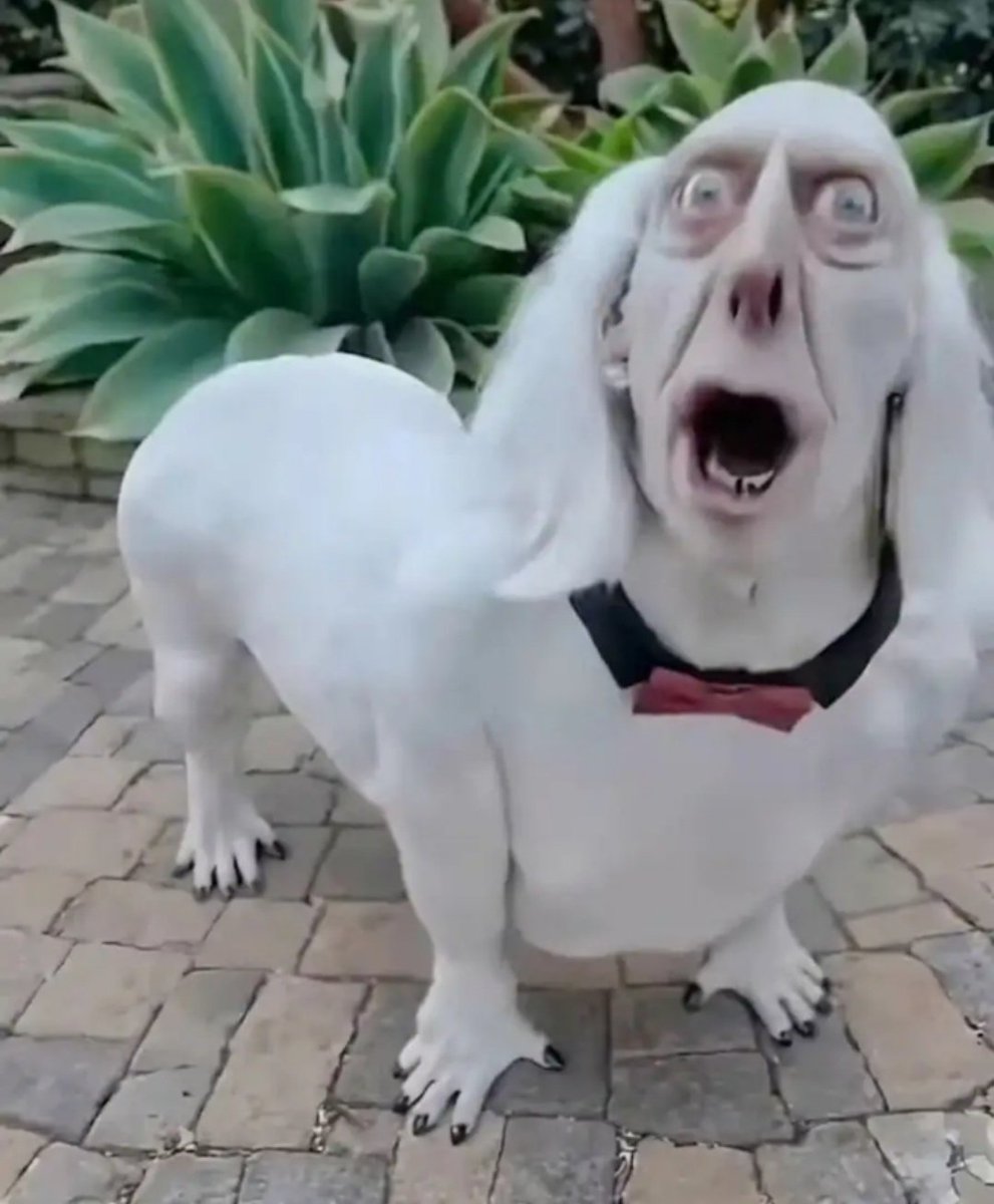 dani +11🕶🎧 tweet media