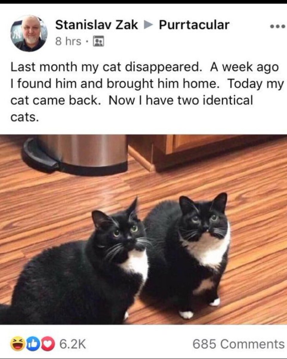 bleavey1's tweet photo. @HBrubanter I know that I have shared this more than once before, but when it comes to stolen cats, this is the gold standard. https://t.co/J5WllDEljL