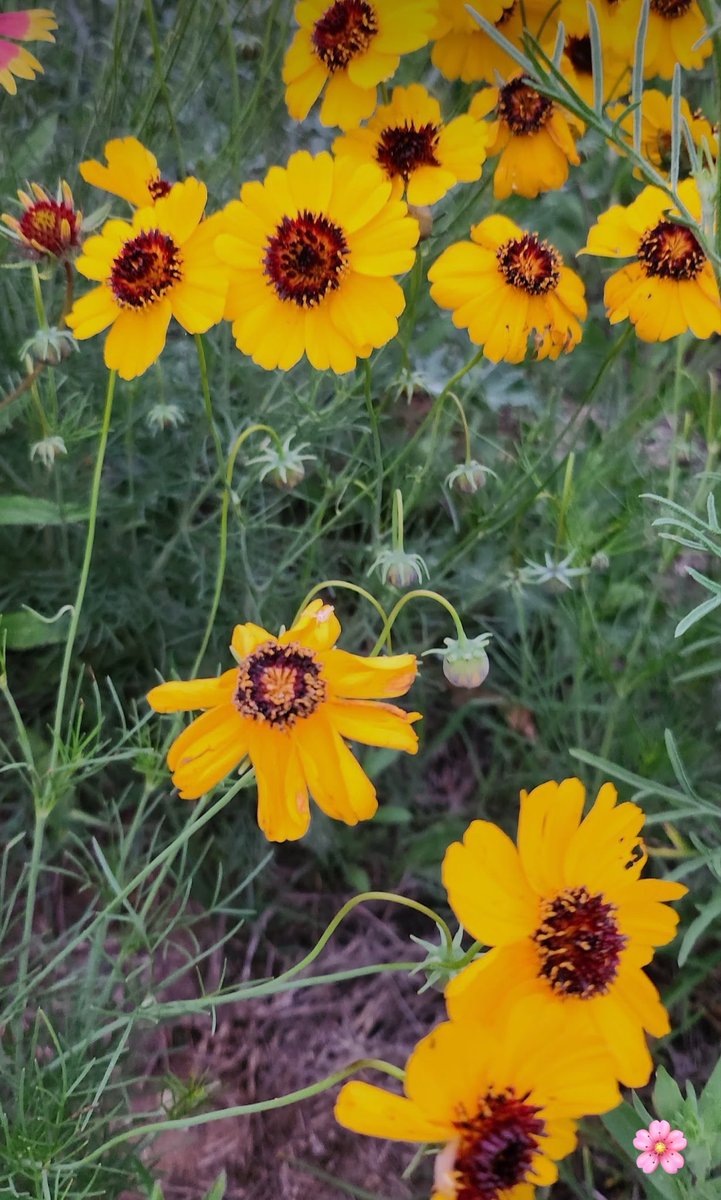 HolyMolySakura's tweet image. Happy Spring or Summer☕️🍓💚
A few days ago, I went out to take photos of foxes and wildflowers. (wonderlands)
I asked the Big Brothers, 😆
Can I try riding that yellow tank just once? Haha,” but they said it was too dangerous. 😆🐾🙌💚  only green tanks hahaha 
It already feels
