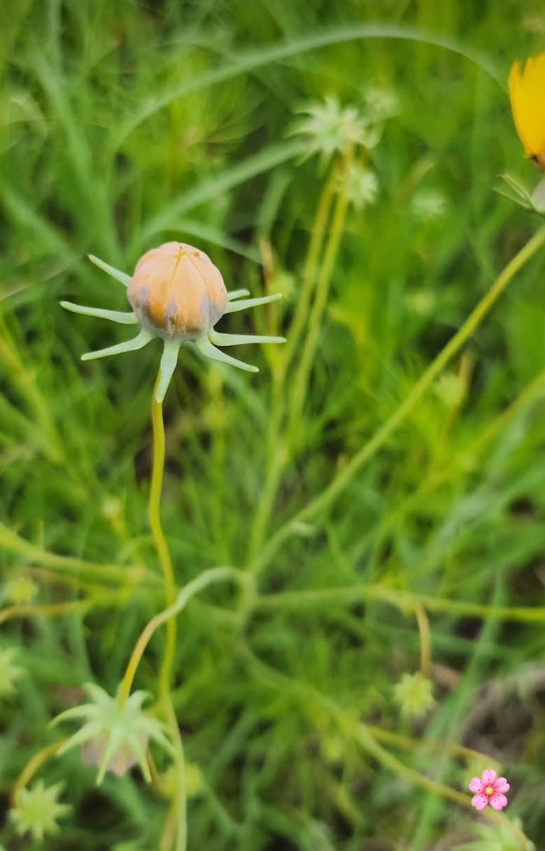 HolyMolySakura's tweet image. Happy Spring or Summer☕️🍓💚
A few days ago, I went out to take photos of foxes and wildflowers. (wonderlands)
I asked the Big Brothers, 😆
Can I try riding that yellow tank just once? Haha,” but they said it was too dangerous. 😆🐾🙌💚  only green tanks hahaha 
It already feels