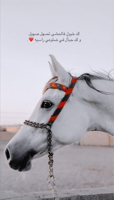 :🇸🇦BDR☕🇸🇦 tweet media