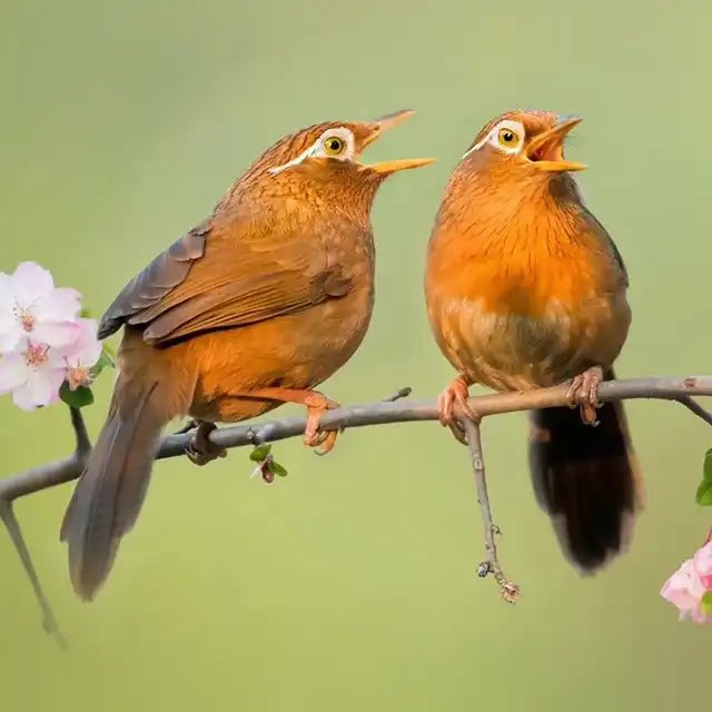 Hoàng Bé tweet media