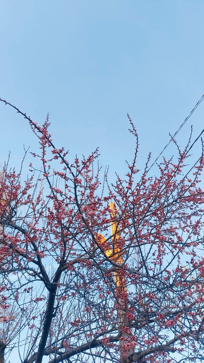 choco_coco_pie's tweet image. warm spring came and went  again 🥲 I'm happy I had managed to take some pics with blooming trees before it got cold and started raining almost every day. can't wait for the warm weather to be back again. miss my summer picnics 🥲