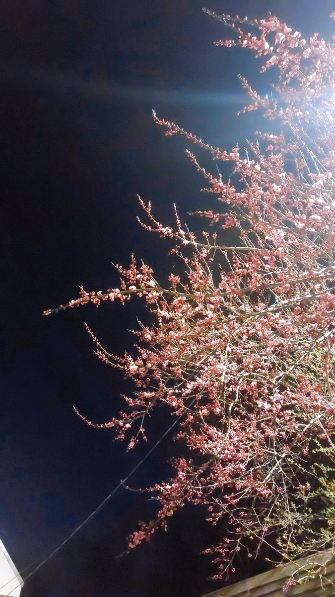 choco_coco_pie's tweet image. warm spring came and went  again 🥲 I'm happy I had managed to take some pics with blooming trees before it got cold and started raining almost every day. can't wait for the warm weather to be back again. miss my summer picnics 🥲