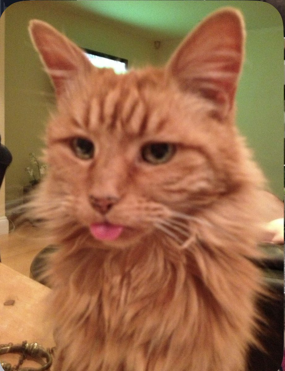 SusanCalman's tweet image. Susan's #CatOfTheDay is Marmalade.

Thank you @boopbetty1000 for sharing this pic!