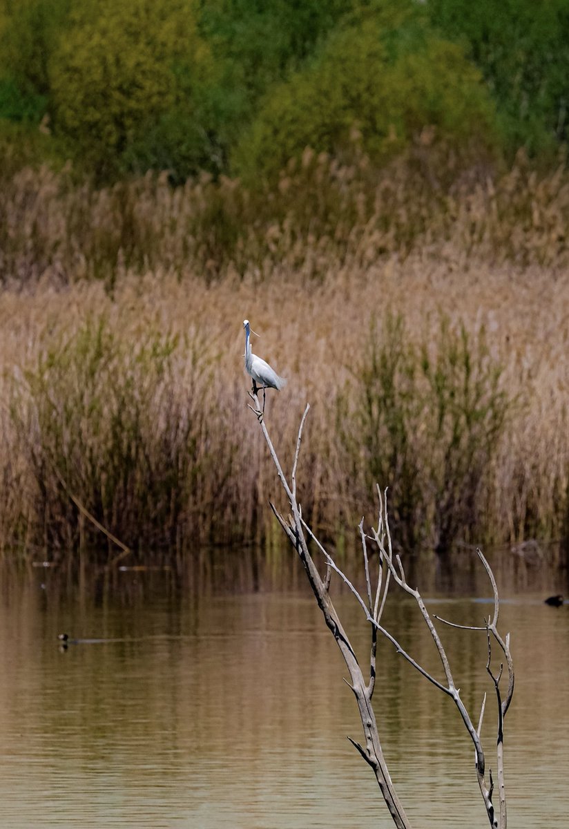 minervaknecht's tweet photo. Şu küçük ak balıkçıldaki karizmaya, asalete bakar mısınız? #littleegret #egretta #birds #nature #birdphotography https://t.co/2b1DBAhHJy