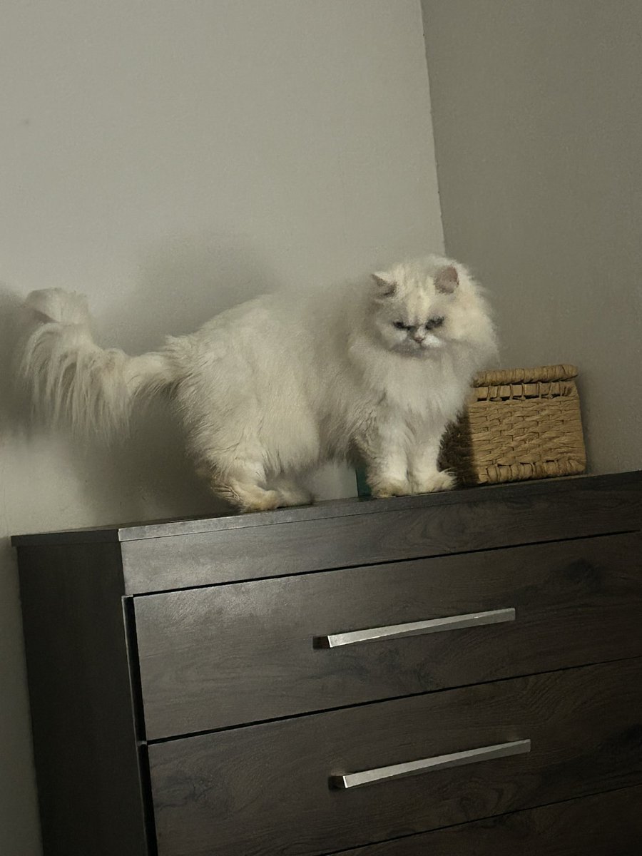 Mari Mantô tweet media