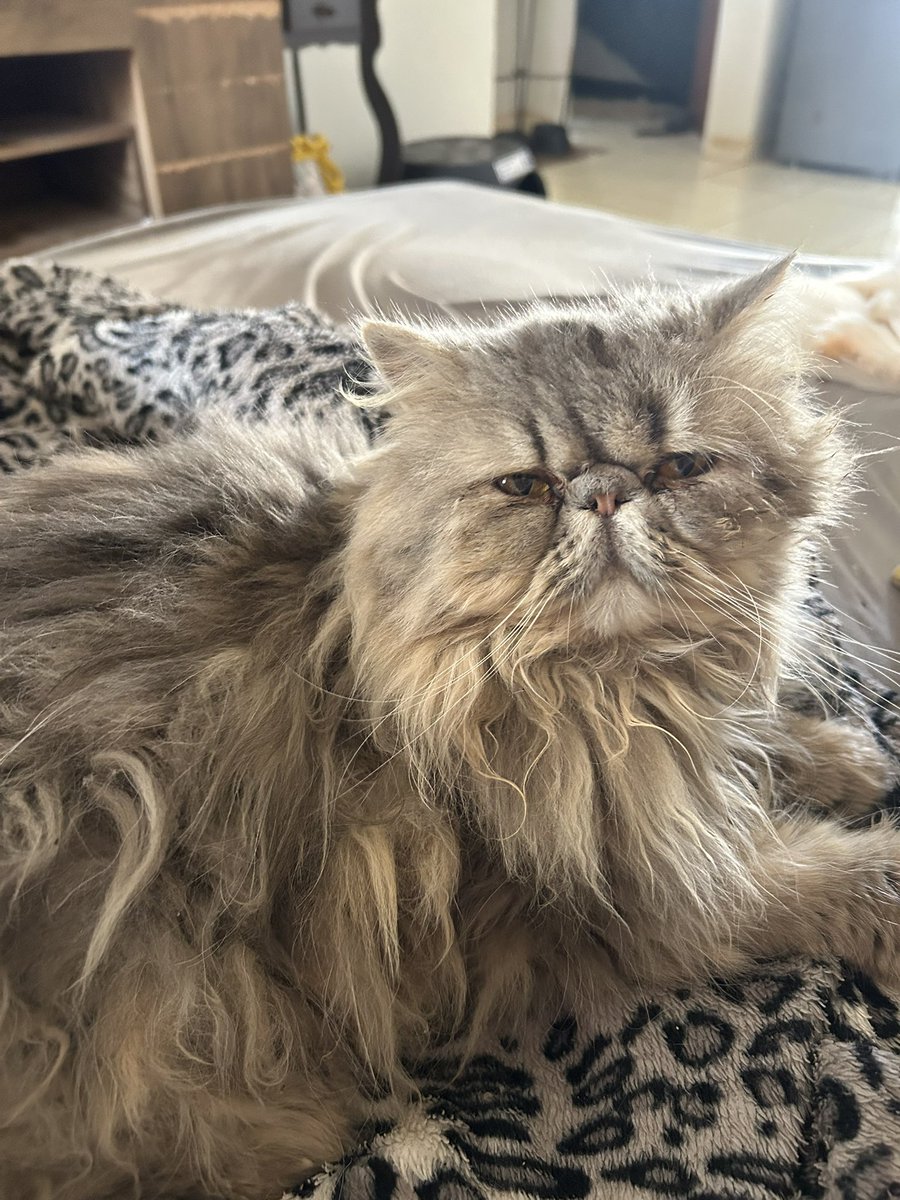 Mari Mantô tweet media