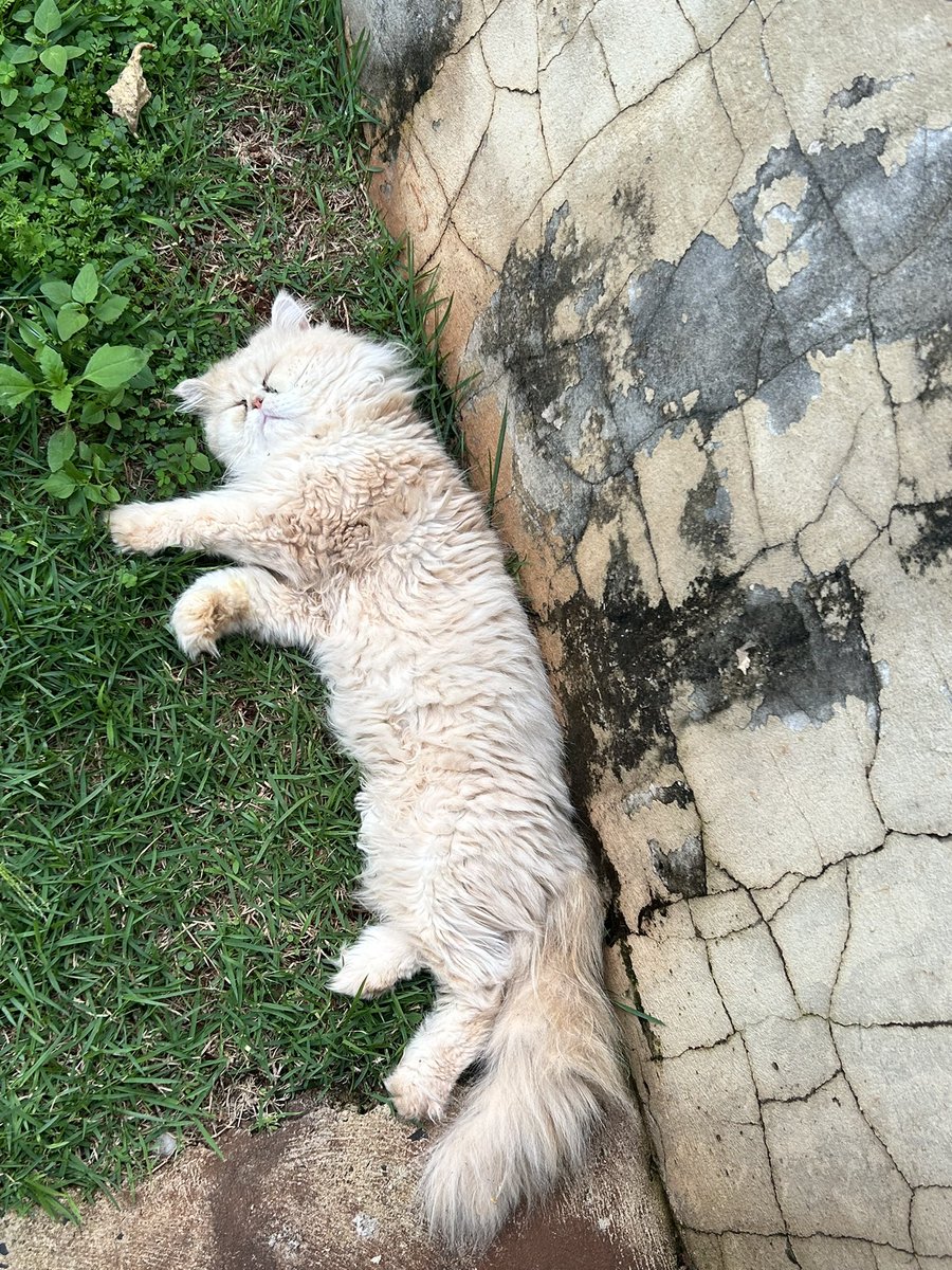 Mari Mantô tweet media