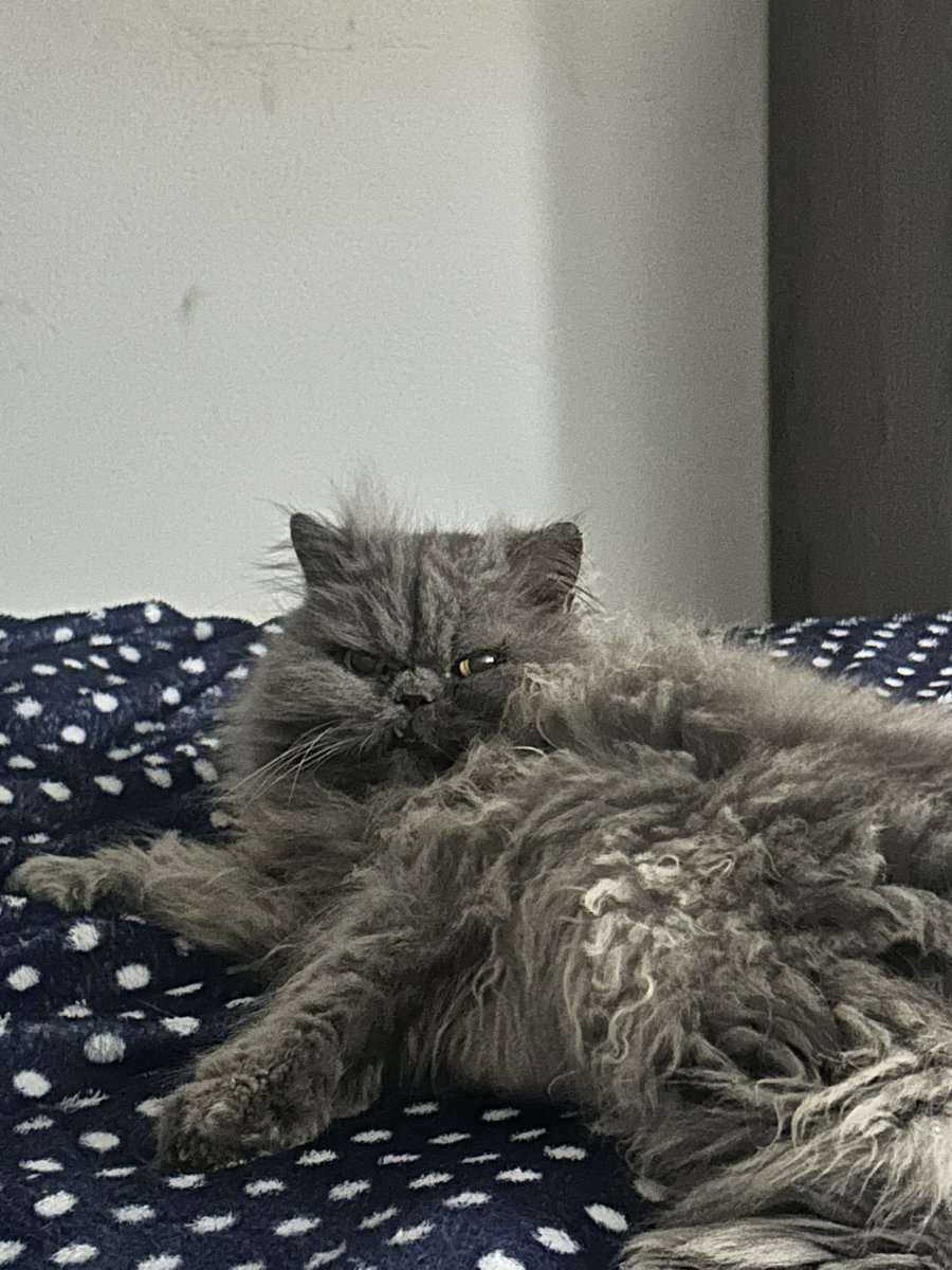 Mari Mantô tweet media