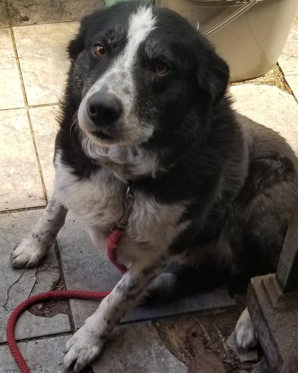 Help2Rehome Scotland tweet media