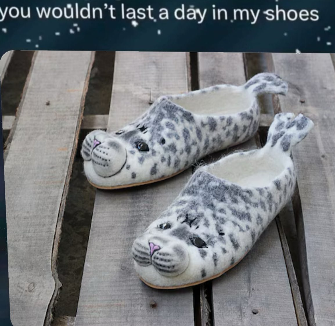 zabeebs and coffees 🪼🦭💫 tweet media