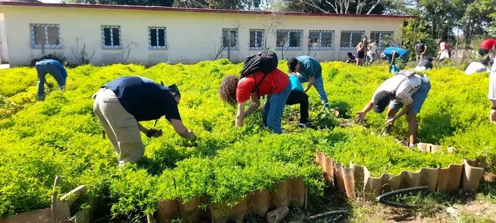 Hoy delegaciones extranjeras que participarán junto a los 🇨🇺 en Tribuna Antimperialista para celebrar el 1ro de Mayo, realizaron trabajo voluntario en Finca El Rincón UBPC 1ro de Julio, ratificando que #CubaNoEstáSola y que una vez más piden #TumbaElBloqueo

#LaPatriaSeDefiende