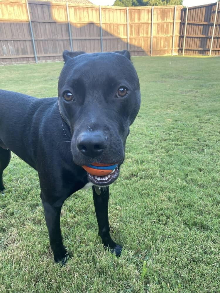 CalebWilliamsSuperFan tweet media