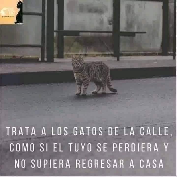 Dilo con gatitoz (@dilocongatitoz) on Twitter photo 