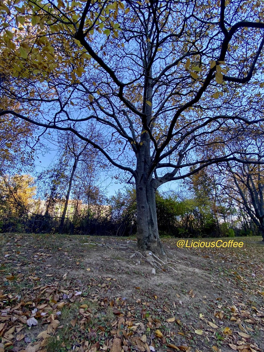 LiciousCoffee's tweet image. Good afternoon🌎💝💫
👋🏽Hey SUNDay☕️🌞

#Sunday #funday #Relaxation days where We share photos of dual trunk🌳🌳0r 2 harmoniously intertwined.

😍 It’s🌳Art — these 2 in the Business Park #Gold 
#Nature #NaturePhotography #Photography #PhotographyIsArt #trees #Park #Sun #Sunshine