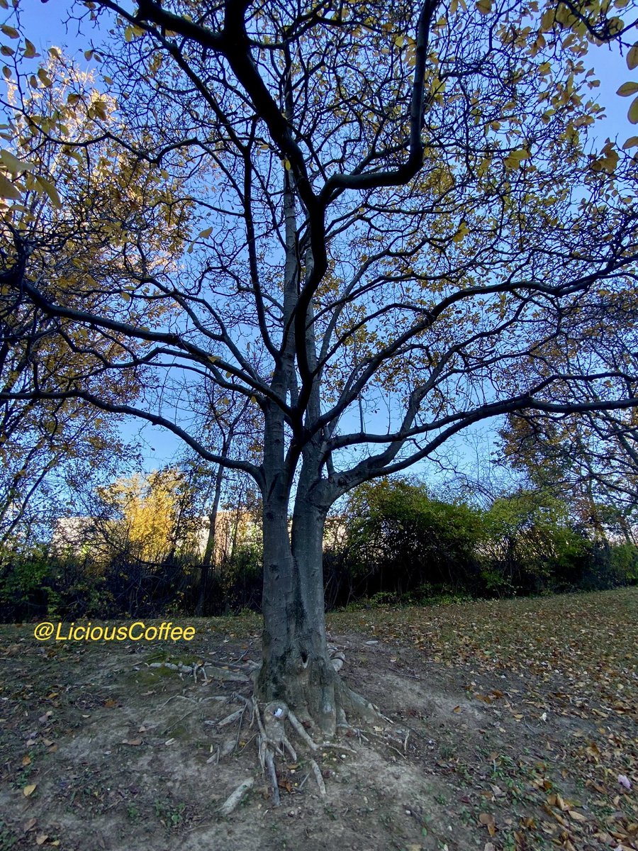 LiciousCoffee's tweet image. Good afternoon🌎💝💫
👋🏽Hey SUNDay☕️🌞

#Sunday #funday #Relaxation days where We share photos of dual trunk🌳🌳0r 2 harmoniously intertwined.

😍 It’s🌳Art — these 2 in the Business Park #Gold 
#Nature #NaturePhotography #Photography #PhotographyIsArt #trees #Park #Sun #Sunshine