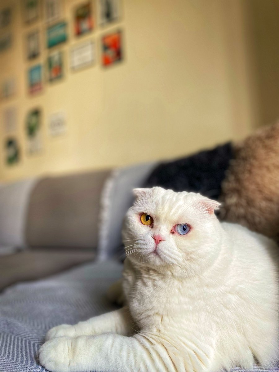 #Pelo❤️
#kedicik🐈
