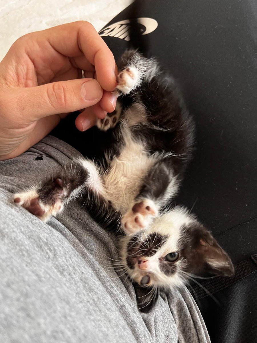 ecemantary tweet media