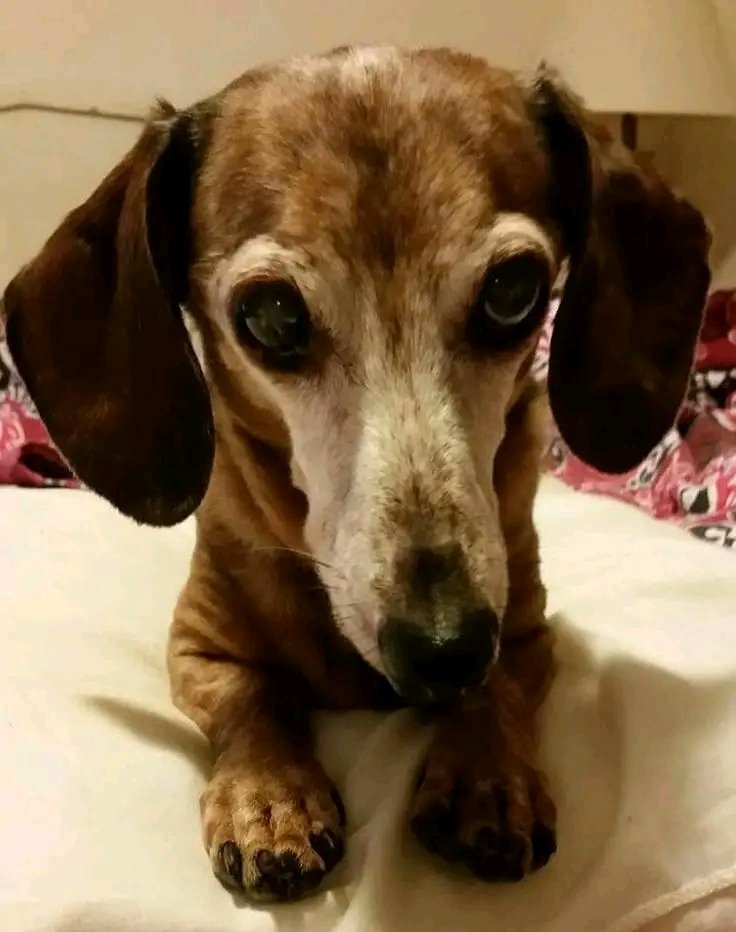 Dachshund Lovers tweet media